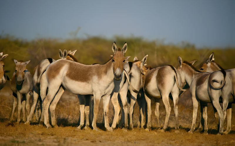 Gujarat Rann & Kutch Adventure Tour